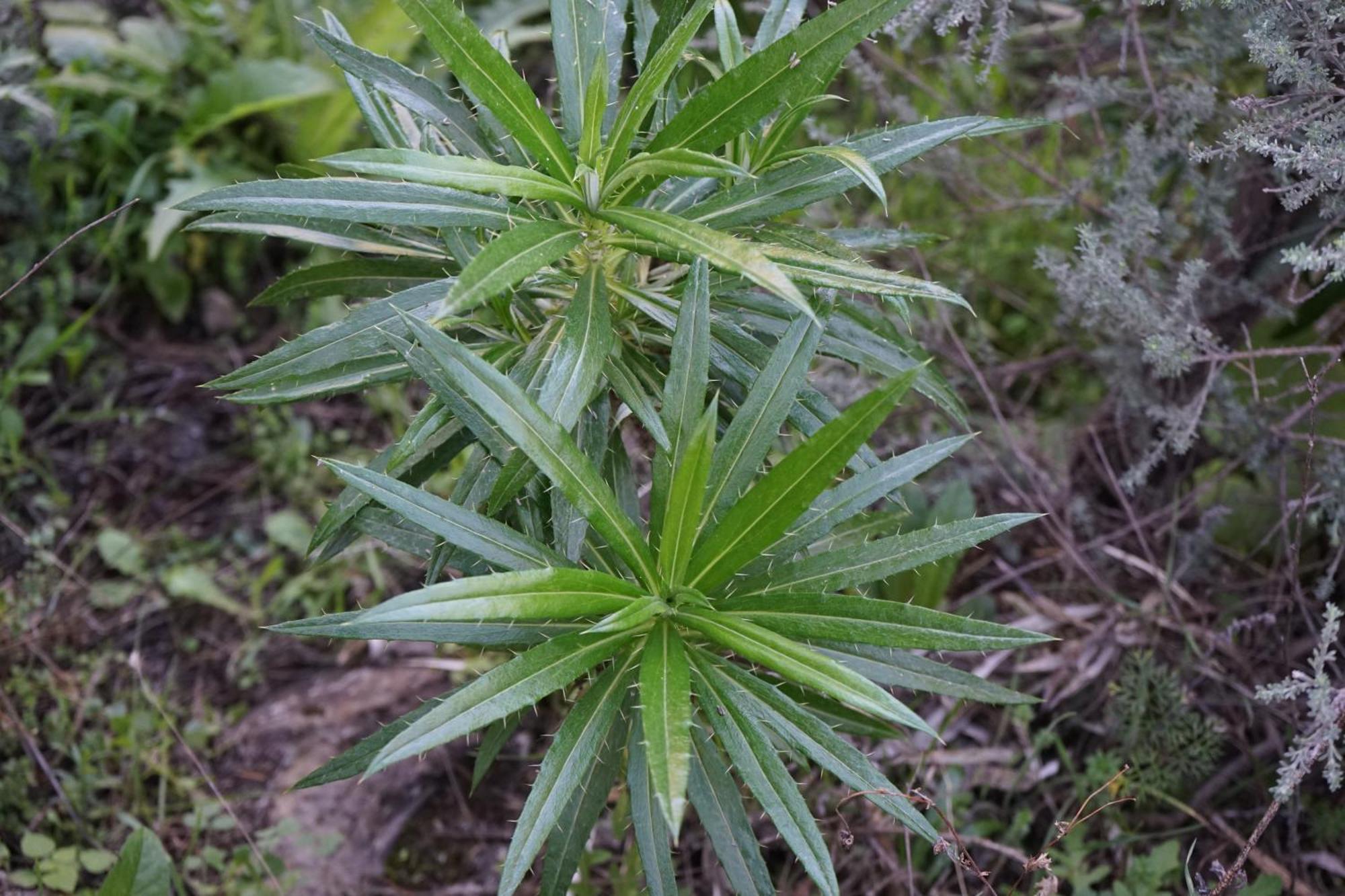维加-德圣马特奥 La Casita旅舍 外观 照片